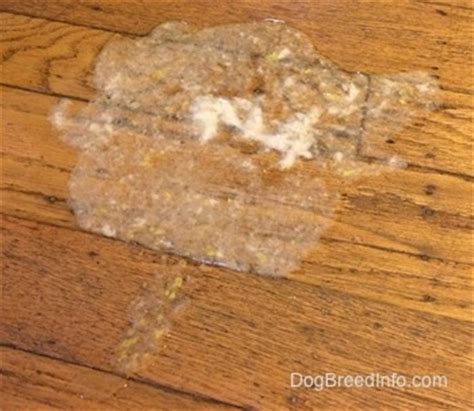 With the external cancers, those sometimes external cancers can show up as an ulcer that does not heal. Dog vomiting bile