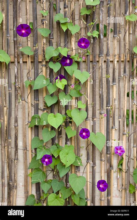 Morning Glory Plant Trellis Hi Res Stock Photography And Images Alamy