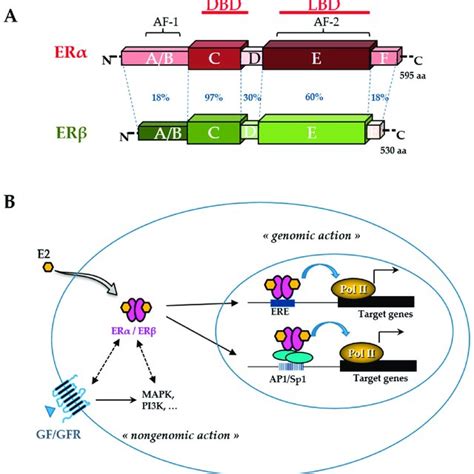 Estrogen Receptor Er Structure And Action The Schematic Structures