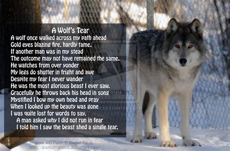 A Wolfs Tear Poem By 8twilightangel8 On Deviantart Wolf Life Wolf