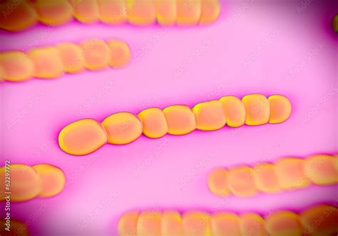 Streptococcus Pneumoniae Bacteria Artwork Stock Illustration Adobe Stock