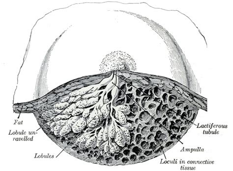 Mammarygland Elliots Website