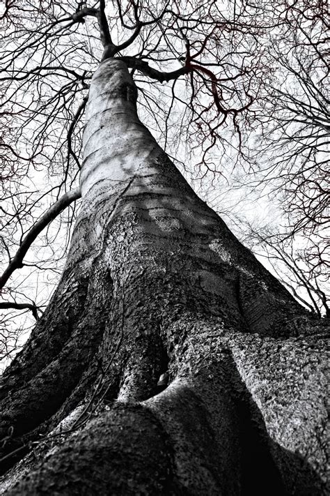 树森林树干性质 免费图片 Public Domain Pictures
