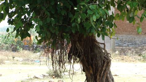 Healing Bargad Trees Of Chhattisgarh India Part 4