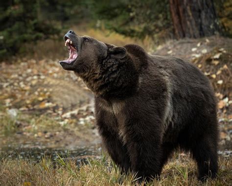 Grizzly Bear Attacks Kills Couple And Their Dog At Canadas Banff