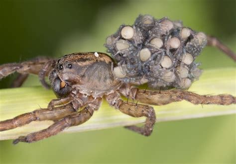 Wolf Spider Carrying Its Babies On Its Back Happy Mothers Day Rpics