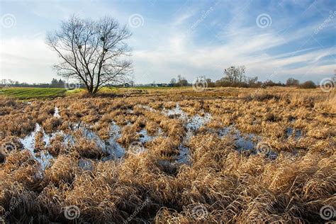 Dry Grass On Marshy Terrain Stock Image Image Of Reeds Swamp 132071761