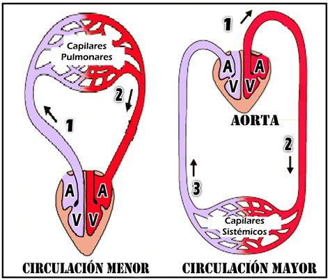 Tipos De CirculaciÓn CardÍaca ~ Morfofisiologia Cardiaca