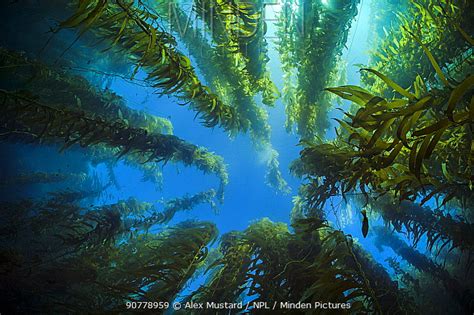 Minden Pictures View Upwards Through A Giant Kelp Forest Macrocystis