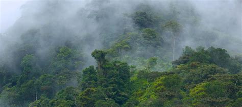 Andean Cloud Forest Nature And Culture International