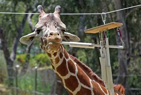 Brandon The Reticulated Giraffe Playing With His Enrichment Devices