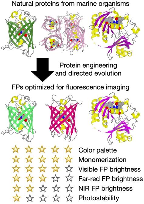Fluorescent Protein Engineering Download Scientific Diagram