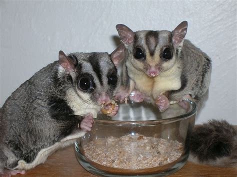 Sugar glider can survive in different types of forests, but it prefers forests of eucalyptus and. Sugar Gliders as Pets considering Lifespan, Facts, Care and Diet