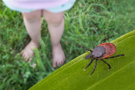 Lyme Disease In Kids Newstrendlinecom