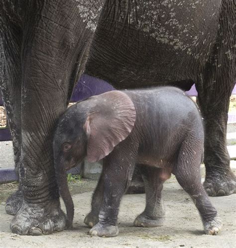 Baby Elephant Receives Warm Welcome At Disneys Animal Kingdom Animal