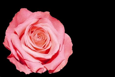 Rose Pink Blossom Free Photo On Pixabay