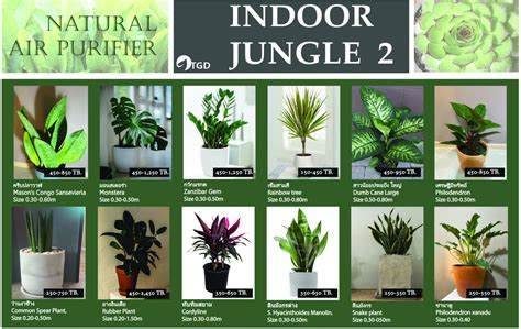 Order Indoor Tropical Plants In Thailand Indoor Plant Catalog