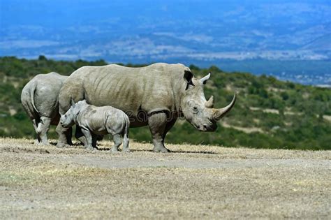 Black Rhinoceros Stock Image Image Of Female Kenya 61266003