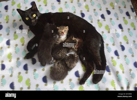 Black Cat And Her Kittens Black Cat Names From Ebony To Twilight