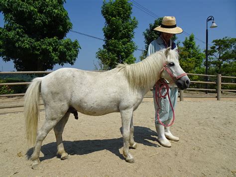appearance  noma horse  noma horse  smallest body size    scientific