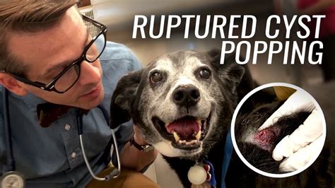 Ruptured Cyst Popping For Dog Ellie Youtube