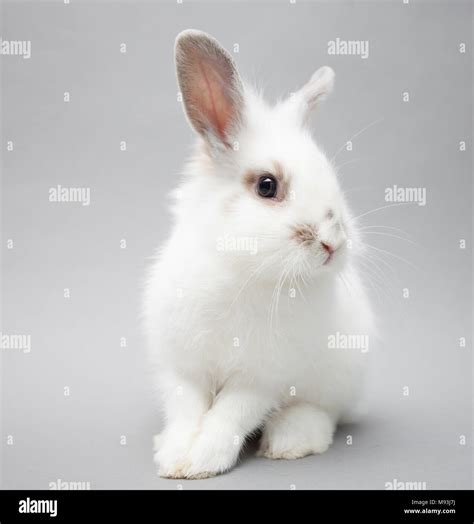 Cute White Baby Bunny Rabbit On A Seamless Light Background Stock Photo