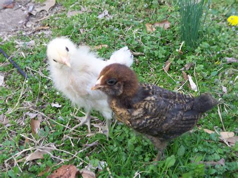 Easter Egger chicks : Roost Realty
