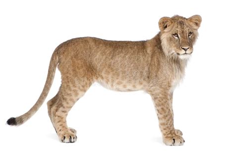 Side View Of Lion Cub 8 Months Old Standing Stock Image Image Of
