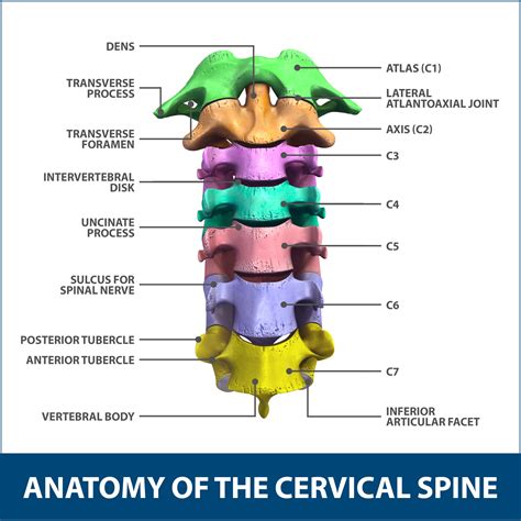 Anterior Cervical Corpectomy And Discectomy Florida Orthopaedic Institute