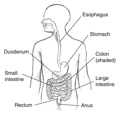 Digestive Tract Within An Outline Of The Top Half Of A Human Body