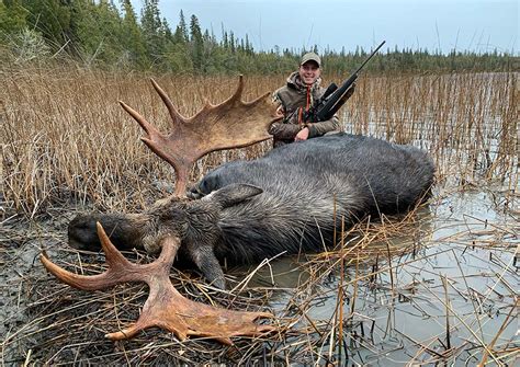 Moose Hunts In Northern Ontario Algoma Country