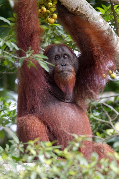 Wild Orangutan Male Borneo 6 Chris Hill Wildlife Photography