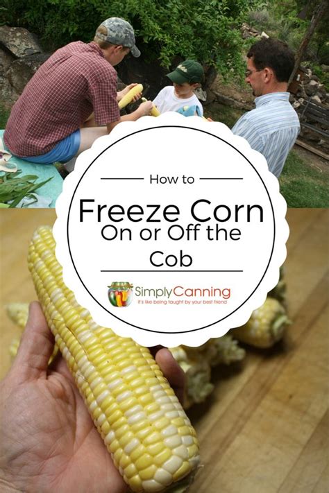 How To Freeze Corn Step By Step Guide For Freezing On Or Off The Cob