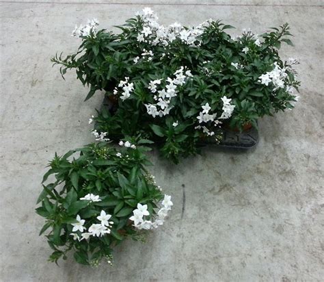 Vaso bianco con fiori per decorare casa con i fiori finti. Pianta gelsomino - Piante da giardino - Pianta di gelsomino