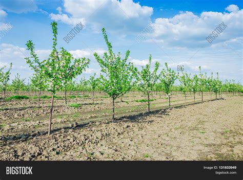 Young Fruit Trees Grow Image And Photo Free Trial Bigstock