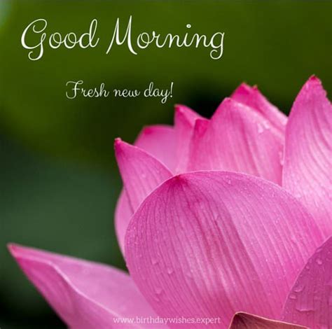 Good morning guys, in this post, we present a vast collection of beautiful good morning flowers images. 60 Beautiful Flower Images with Inspiring Good Morning Quotes