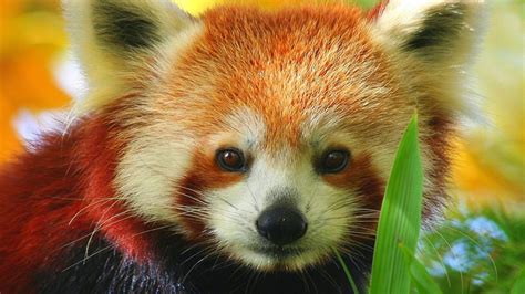 Red Panda Backgrounds Wallpaper Cave