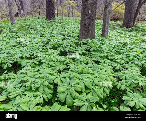 Mayapples Fill The Forest Floor In A Lowland Area In Black Partridge