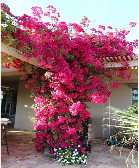 12 Best Climbing Flowers For Pergolas And Trellises