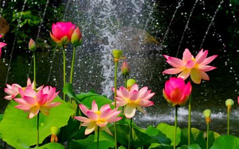 Espectaculares Paisajes con flores de colores muy bonitas | Información