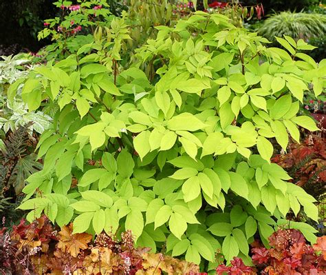 Aralia Cordata Sun King Pith Vigor