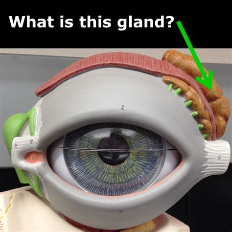 Human Eye Model Labeled