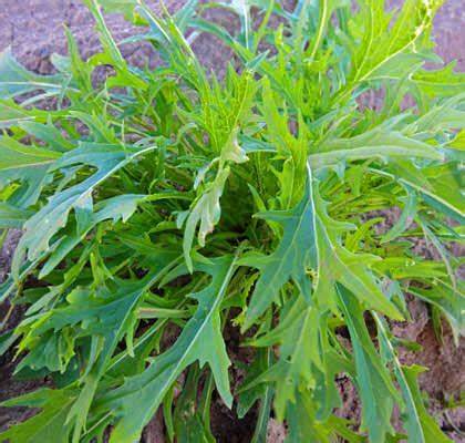 Японская диета капуста Японская листовая капуста Мизуна, Мицуна (Brassica rapa) Японская листовая капуста Мизуна, Мицуна (Brassica rapa) Японская диета капуста