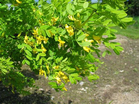 Caragana Arborescens Levinsen As
