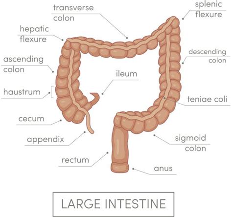 The intestine is a muscular tube which extends from the lower end of your stomach to your anus, the lower opening of the ileum is where most of the nutrients from your food are absorbed before emptying into the large intestine. Know the Organs of Your Digestive System and How They Work