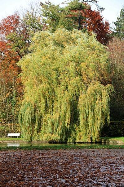 How‌ ‌to‌ ‌grow‌ ‌weeping‌ ‌willow‌ ‌trees‌ ‌the