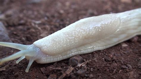The Field Guide To The Slug The Secret World Of Slugs And Their Kin