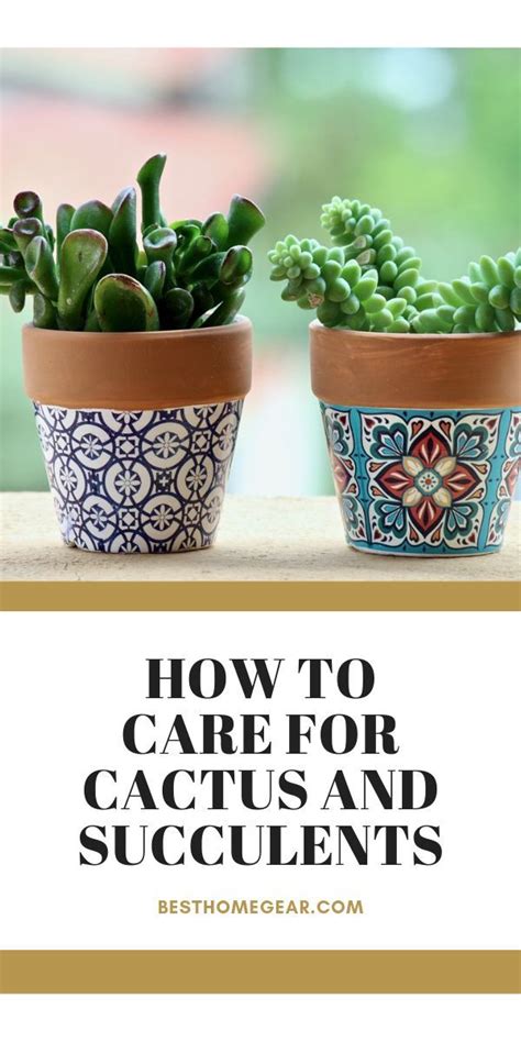 Over 100 species of cacti are known worldwide. How to Care for Cactus and Succulents - Best Home Gear in ...