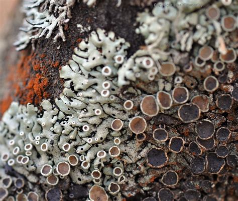 Fungi And Lichen Lisakimmorley Nature Beauty Nature Art Amazing