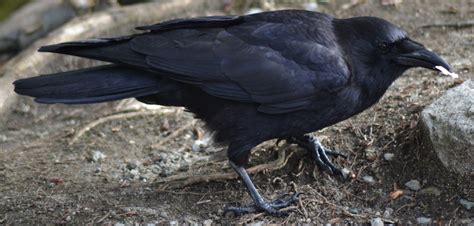 Black Crow Free Stock Photo Public Domain Pictures
